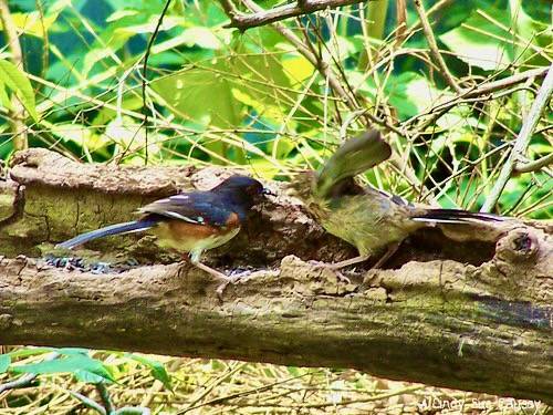 Adult Eastern Towhee Feeding Fledgling by Cindy Sue Causey is licensed under CC BY-NC-SA 2.0.